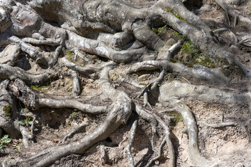 texture of gnarled roots  at public park wood, Stuttgart