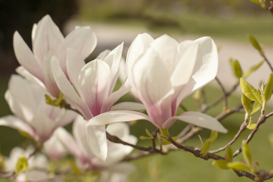 magnolia tree blossom in springtime. tender pink flowers bathing in sunlight. warm april weather.