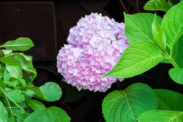 Lavender Hydrangea