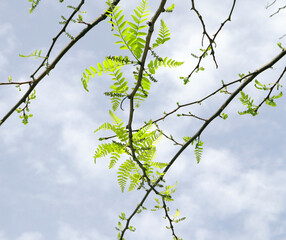 Acacia tree branch filled with lush green leaves stretches out against clear blue sky. Leaves sway gently in breeze, creating a beautiful contrast against vibrant sky. 