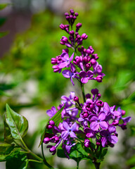 Villous Lilac