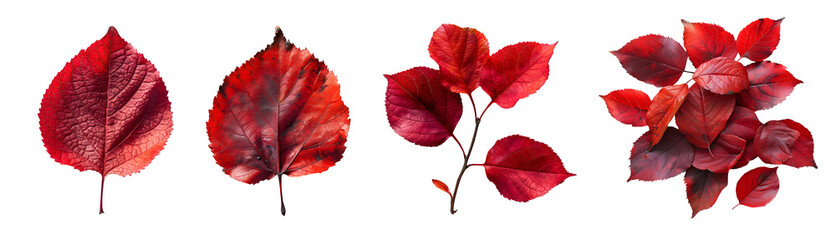 Collection set of red maroon autumn leaf leaves single group pile on transparent background cutout, PNG file. Many different design Mockup template for artwork