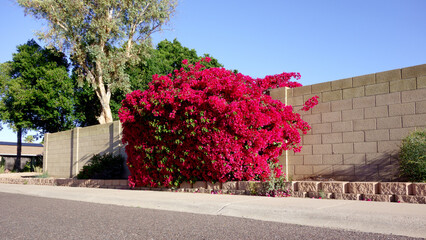 Bougainvillea along Arizona Roads in Phoenix
Arizona residential road with a colorful crimson red Bougainvillea at its curbside 
