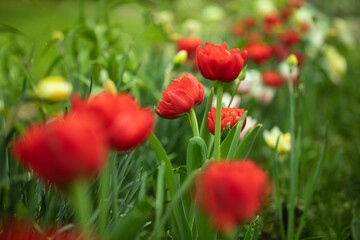 red full tulips in the garden	