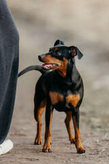 A miniature pinscher in the field in early spring