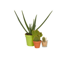 cactus in a pot cut out isolated transparent background