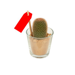 cactus in a pot cut out isolated transparent background