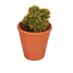 cactus in a pot cut out isolated transparent background