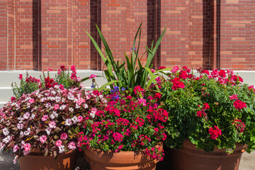 wide angle view of terra cotta planters with blooming flowers in front of brick wall