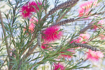 A pink flower callistemon salignus close-up. A bush with pink garden flowers