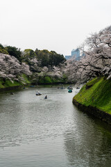 東京都千代田区九段にある千鳥ヶ淵に咲く桜の景色