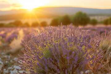 Lavender field at sunset with soft light