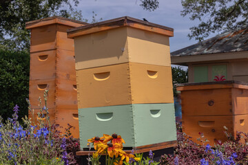 Multiple beehive brood boxes in blooming garden under sunshine