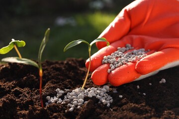 Man fertilizing soil with growing young sprouts outdoors, closeup