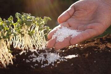 Man fertilizing soil with growing young microgreens outdoors, closeup