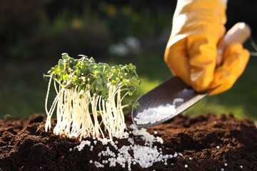 Man fertilizing soil with growing young microgreens outdoors, selective focus