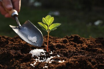 Man fertilizing soil with growing young sprout outdoors, selective focus