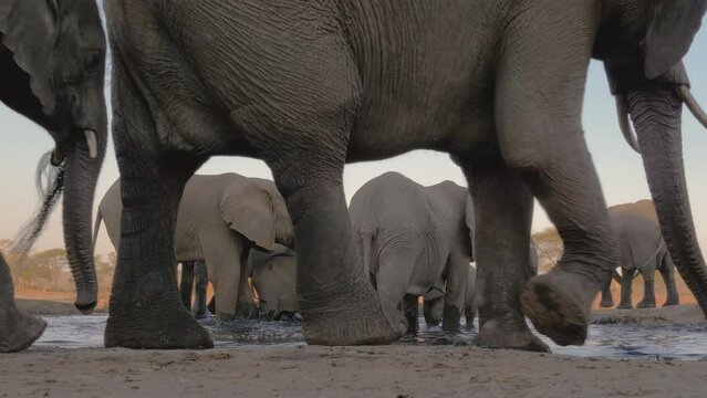 Herd of thirsty African Elephants (Loxodonta africana) approaching a well in north Botswana
