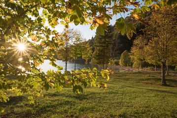 golden sunset at lake shore Walchensee, sun shines through branches - 780703230