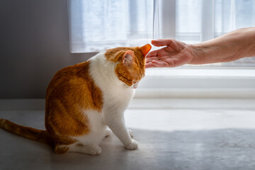 brown and white cat by the door enjoys the caresses of an old person. close up