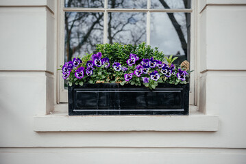 Purple and White Pansies in Urban Window Garden