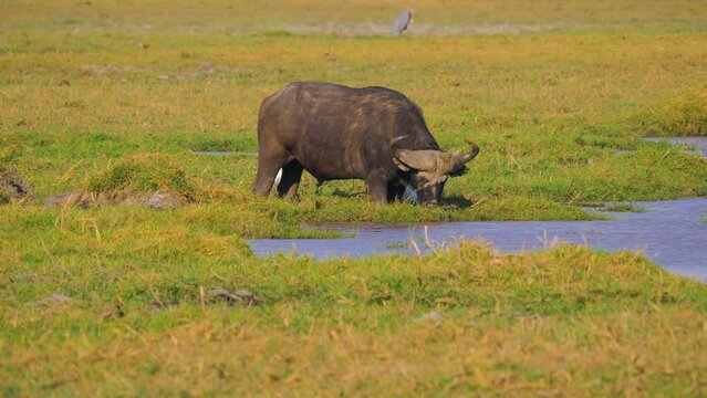 Cape buffalo (Syncerus caffer) bull grazing on the floodplain of the Okavango river, Namibia