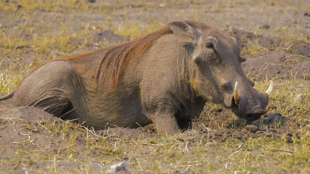 Close up of Warthog (Phacochoerus africanus) foraging on roots in dry grassland
