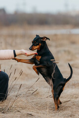 A Miniature Pinscher dog plays with its owner in early spring