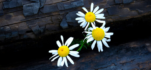 Wildflowers on Burnt Logs Trees Forest Fire Nature