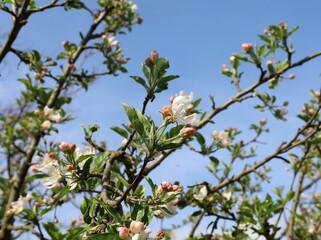 Flowers, buds and leaves on a blossom apple tree on blue sky background in early springtime.