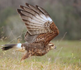 Endangered Snail Kite Paynes Prairie