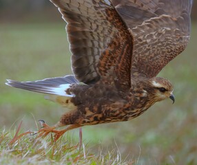 Endangered Snail Kite Paynes Prairie