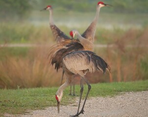 Sandhill Crane Gathering Sweetwater Wetlands 