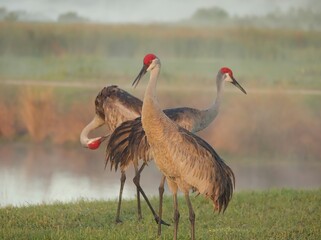 Sandhill Crane Gathering Sweetwater Wetlands 