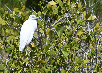Little Blue Heron White Phase Perched in Mangrove in Florida