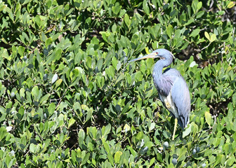 Tricolor Heron Perched in Mangrove in Florida