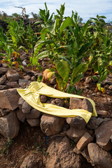 du linge sèche sur un mur sur l'île de Saint Vincent au Cap Vert en Afrique occidentale 
