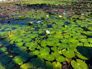 lotus flowers in the pond