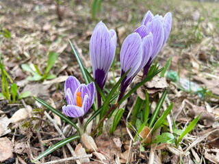 Crocuses (Crocus) in the spring in the Moscow region