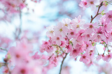 ピンクの桜と空