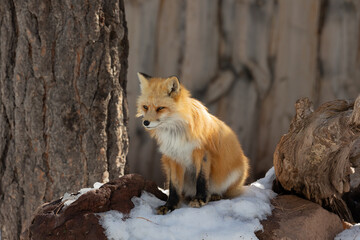 Red fox at bearizona park enjoying a cold winter morning