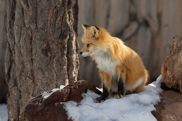 Red fox at bearizona park enjoying a cold winter morning