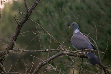 Wild pigeon perched in nature