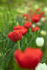 red full tulips in the garden	