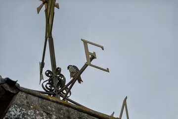Peregrine Falcon Falco peregrinus perched on the weathervane at Romsey Abbey Hampshire England