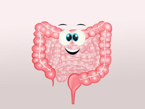 illustration of healthy intestine