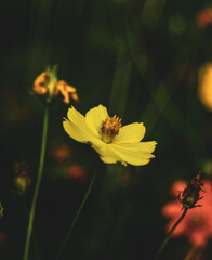  sulfur cosmos and yellow cosmos.Sulfur cosmos Beautiful Delicate,  Sulfur cosmo by the farmer's fence, yellow and red flowers are so beautiful, like a young girl.