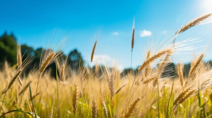 Barley crops in a sun soaked summer landscape