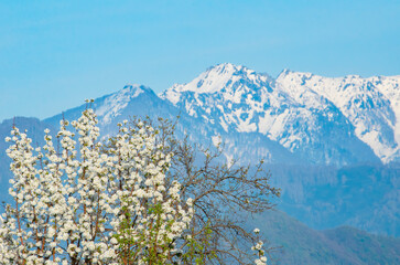 flowering trees against the backdrop of snowy mountain peaks