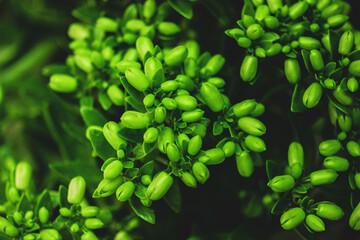  It may help reduce inflammation and accelerate tissue regeneration.
Pain Relief: Some people use Kalanchoe pinnata to alleviate pain, particularly in conditions like headaches and toothaches.
